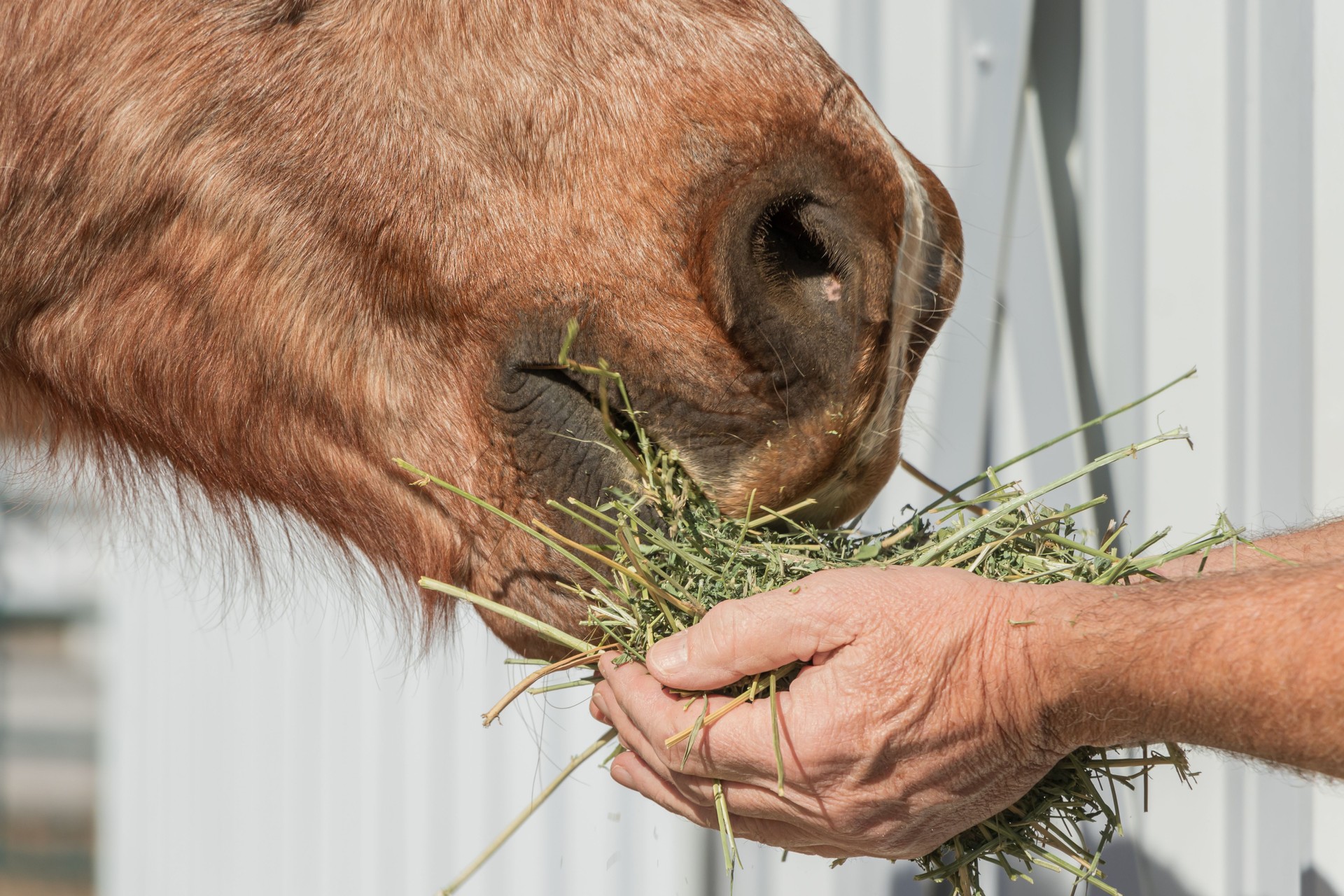 Man is feeding a horse Alfalfa hay